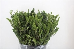 Myrtus Communis 60cm