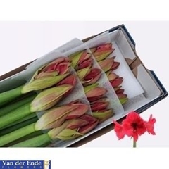 Hippeastrum Isabella 80cm
