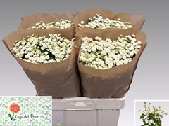 Tanacetum Rio 65cm