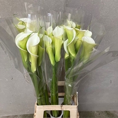 Zantedeschia Aethiopica White Dream 80cm