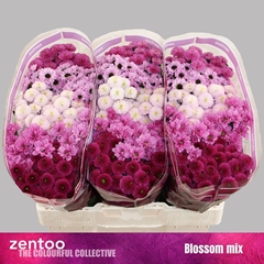 Chrysanth Santini Mix 55cm 44gr.