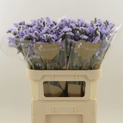 Limonium Sinuatum Donau Birds 80cm 45gr.