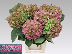 Hydrangea Verena Classic 80cm 21-23cm Hd