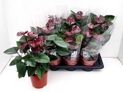 Anthurium Adios Chocolate 17Ø 50cm