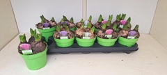Hyacinthus Mix 12Ø 15cm 3pp