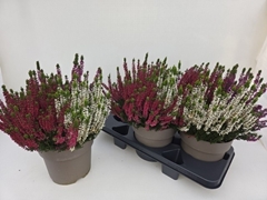 Calluna Garden Girls Trio Girls 19Ø 38cm