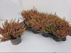 Calluna Garden Girls Golden Angie 12Ø 22cm