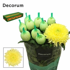 Chrysanth Single Magnum Yellow 70cm 100gr.