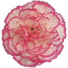 Dianthus Single Komachi 70cm
