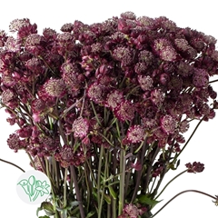 Astrantia Star Of Love 60cm