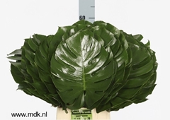 Monstera Leaf 60cm 30cm Hd