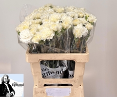 Dianthus Single White Liberty 60cm