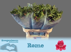 Alstroemeria Rome 75cm 100gr.