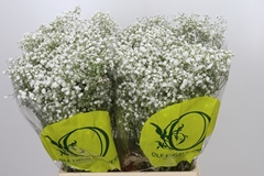 Gypsophila Paniculata Xlence 70cm 15gr.