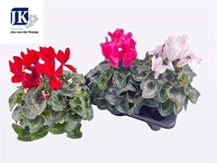 Cyclamen Super Serie Mammoth 17Ø 35cm