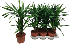 Dracaena Riki 17Ø 70cm