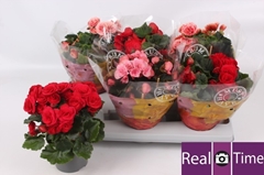 Begonia Double Mix 13Ø 28cm