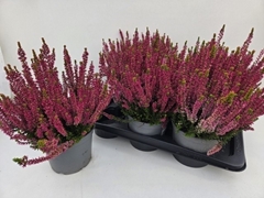 Callu Gg Lilith 17Ø 36cm