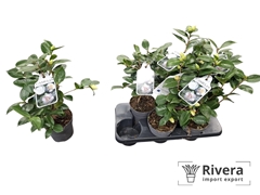 Camellia Japonica Mathotiana Alba 15Ø 40cm