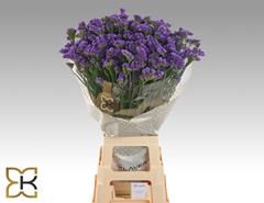 Limonium Sinuatum Levis Wings 75cm 40gr.