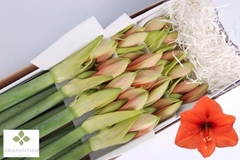 Hippeastrum Desire 75cm