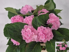 Hydrangea Verena 60cm 9-11cm Hd