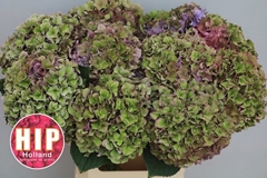 Hydrangea Rodeo Red Classic 60cm 18-20cm Hd