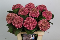Hydrangea Glowing Alps Classic 60cm 12-14cm Hd