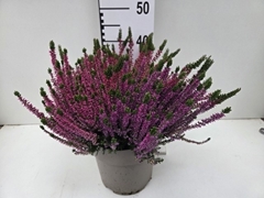 Calluna Garden Girls Trio Girls 24Ø 40cm