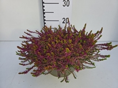 Calluna Garden Girls Bonita 23Ø 20cm
