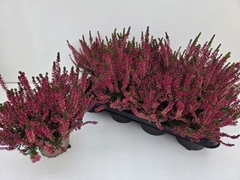 Calluna Garden Girls Franca 12Ø 24cm