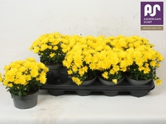 Chrysanth Mix 13Ø 24cm