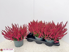 Calluna Beauty Ladies Mix 17Ø 30cm