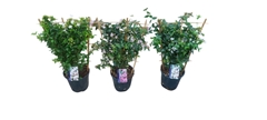 Abelia Grandiflora 17Ø 60cm