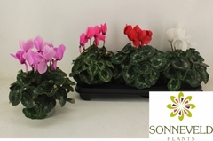 Cyclamen Halios Hd 13Ø 27cm