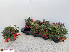 Gaultheria Big Berry 10Ø 16cm