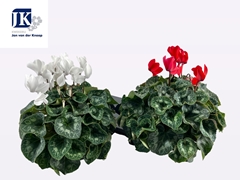 Cyclamen Super Serie Mammoth 17Ø 35cm