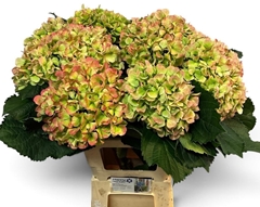 Hydrangea Schneeball Classic 65cm 17-19cm Hd