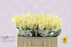 Rosa Buttercup 50cm