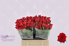 Rosa Madam Red 40cm