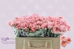 Rosa Spray Julietta 50cm 4+