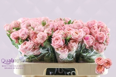 Rosa Spray Julietta 60cm 4+