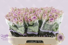Rosa Lullaby 60cm
