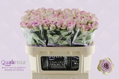 Rosa Lullaby 70cm