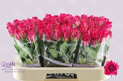 Rosa Madam Cerise 60cm