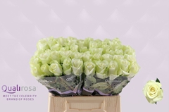 Rosa Snowstorm+ 40cm