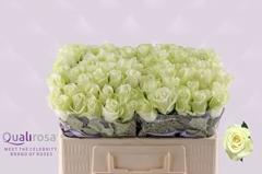 Rosa Snowstorm+ 50cm