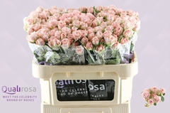 Rosa Spray Bombastic 70cm 4+