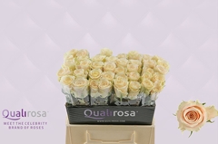 Rosa Charmant 40cm