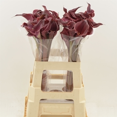 Zantedeschia Red Charm 60cm Twisted
